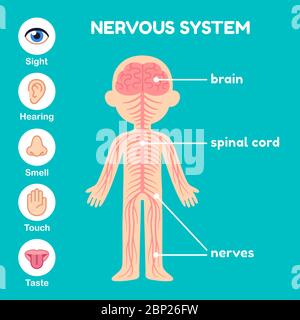 Système nerveux, graphique pédagogique de l'anatomie pour les enfants. Nerfs, moelle épinière, cerveau et les cinq sens. Illustration simple de style dessin animé. Illustration de Vecteur