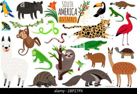 Animaux d'Amérique du Sud. Vecteur de dessin animé guanaco et iguana, anteater et ocelot, tapir et armadillo isolé sur fond blanc Illustration de Vecteur