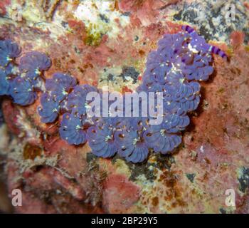 Blue Dragon Nudibranche, Big Island Hawaii. Banque D'Images