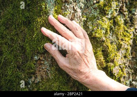 gros plan des femmes âgées main touchant l'écorce d'un arbre Banque D'Images