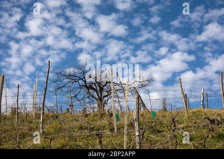 Ciel de maquereau avec vignes, Langhe, Piémont, Italie Banque D'Images