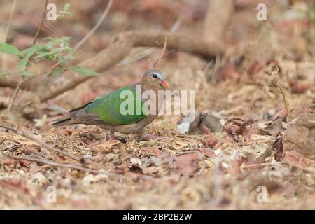 Emerald Dove Chalcophaps indica, femelle adulte, fourragent sur terre, Padeli, Goa, Inde, janvier Banque D'Images