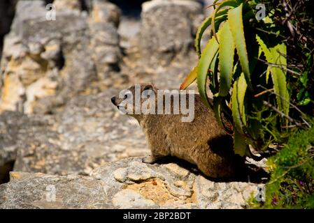 rocher hyrax sur la falaise à Hermanus, afrique du Sud Banque D'Images