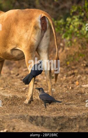 Corbeau de maison Corvus splendens, adulte, alimentation sur bétail domestique, Surla, Goa, Inde, janvier Banque D'Images