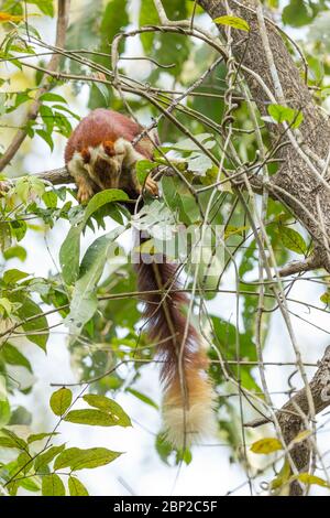 Écureuil géant indien Ratufa indica, adulte, dans la canopée, Padeli, Goa, Inde, janvier Banque D'Images