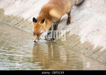 Zandvoort, Hollande, Amsterdam Coast un renard rouge européen prenant un verre du canal Banque D'Images
