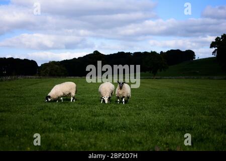 3 moutons paître dans un champ en Angleterre rurale Banque D'Images