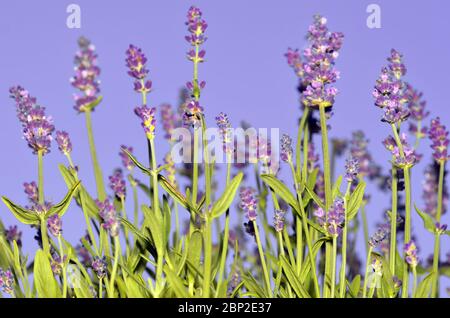 Lavandula angustifolia Banque D'Images