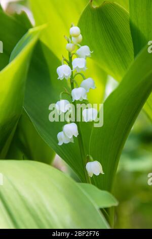 Gros plan de Lily de la vallée, Convallaria majalis Banque D'Images
