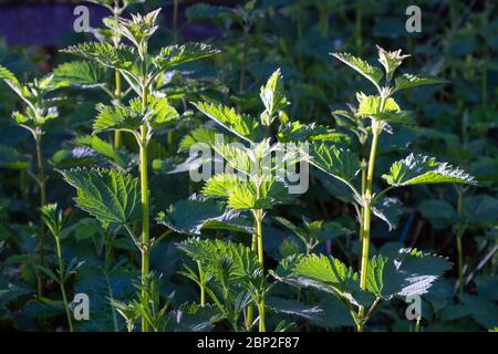L'ortie de stining (urtica) plante parmi l'herbe. Banque D'Images