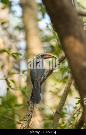 MALABAR Grey hornbill Ocyceros griseus, homme adulte, perché dans un arbre, Parc national de Mollem, Goa, Inde, janvier Banque D'Images