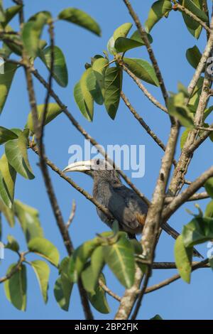 MALABAR Grey hornbill Ocyeros griseus, homme adulte, perchée dans un arbre, Padeli, Goa, Inde, janvier Banque D'Images