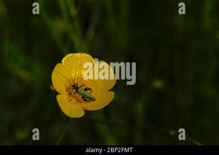 Coléoptère vert sur une fleur de coupe de beurre par temps ensoleillé, foyer sélectif Banque D'Images