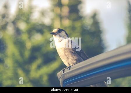 Scène d'un adorable Phoebe de l'est reposant sur la porte de la voiture dans la journée ensoleillée. Banque D'Images