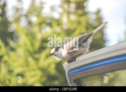 Scène d'un adorable Phoebe de l'est reposant sur la porte de la voiture dans la journée ensoleillée. Banque D'Images