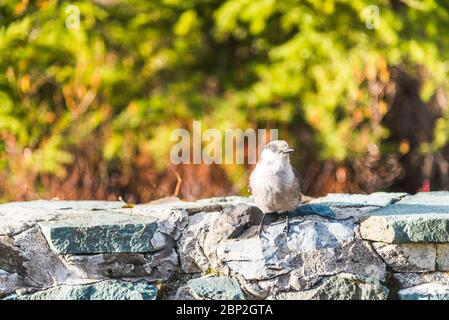 Scène d'un adorable Phoebe de l'est reposant sur le mur de roche... Banque D'Images