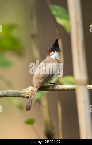 Bulbul à moustaches rouges Pycnonotus jocosus, adulte, perché sur la branche, Nest de la nature, Goa, Inde, janvier Banque D'Images