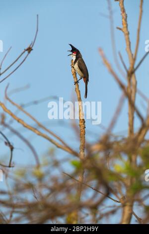 Bulbul à moustaches rouges Pycnonotus jocosus, perchée et chantante, Arambol, Goa, Inde, février Banque D'Images