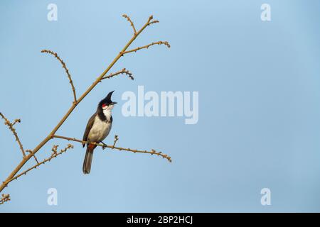 Bulbul à moustaches rouges Pycnonotus jocosus, perchée et chantante, Arambol, Goa, Inde, février Banque D'Images