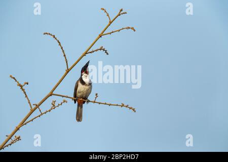 Bulbul à moustaches rouges Pycnonotus jocosus, perchée et chantante, Arambol, Goa, Inde, février Banque D'Images