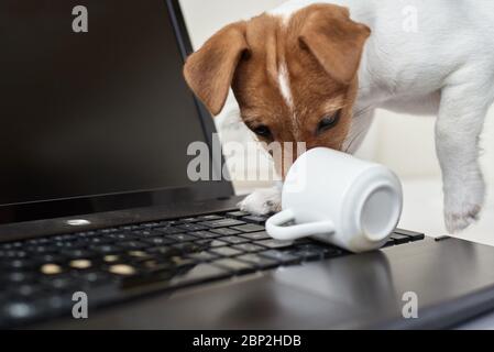 Café renversé par un chien sur le clavier de l'ordinateur portable. Dommages matériels de l'animal de compagnie Banque D'Images
