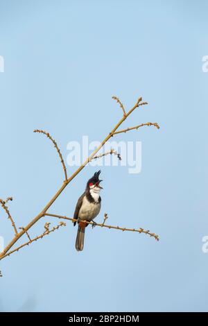 Bulbul à moustaches rouges Pycnonotus jocosus, perchée et chantante, Arambol, Goa, Inde, février Banque D'Images