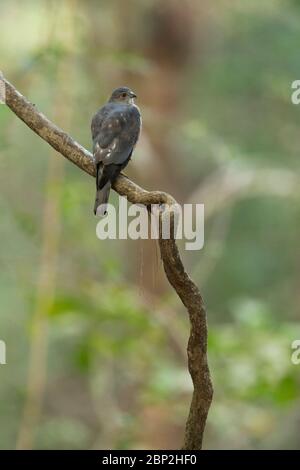 Shikra Accipiter badius, homme immature, perché sur une branche dans une forêt, parc national de Mollem, Goa, Inde, janvier Banque D'Images