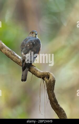 Shikra Accipiter badius, homme immature, perché sur une branche dans une forêt, parc national de Mollem, Goa, Inde, janvier Banque D'Images