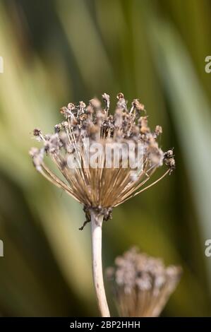 Triteleia «koningin fabiola» Banque D'Images