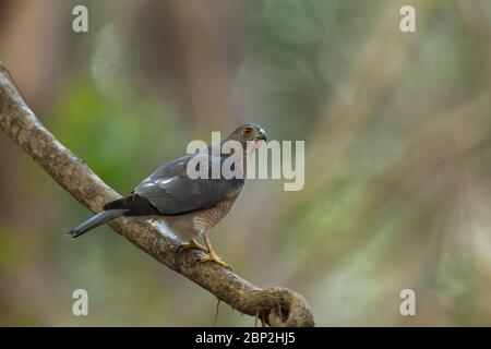 Shikra Accipiter badius, homme immature, perché sur une branche dans une forêt, parc national de Mollem, Goa, Inde, janvier Banque D'Images