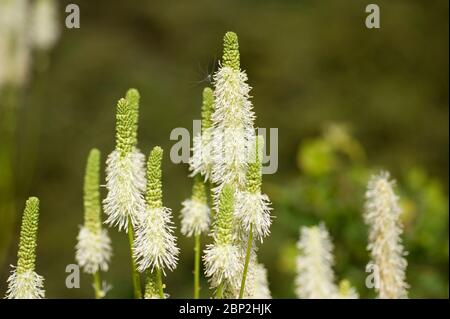 burnett canadien, Sanguisorba canadensis (NOTE : voir restriction d'utilisation). Banque D'Images