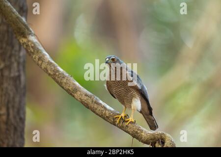 Shikra Accipiter badius, homme immature, perché sur une branche dans une forêt, parc national de Mollem, Goa, Inde, janvier Banque D'Images