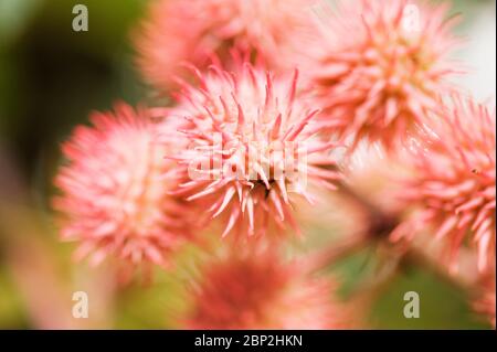 Ricinus communis, rose carmencita Banque D'Images