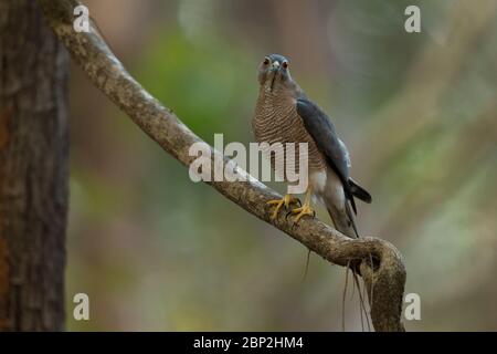 Shikra Accipiter badius, homme immature, perché sur une branche dans une forêt, parc national de Mollem, Goa, Inde, janvier Banque D'Images