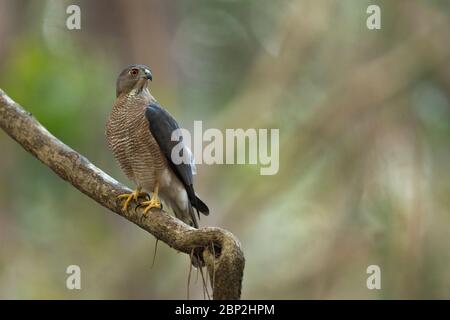 Shikra Accipiter badius, homme immature, perché sur une branche dans une forêt, parc national de Mollem, Goa, Inde, janvier Banque D'Images