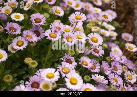 Aster de plage, violet pâle, Erigeron glaucus, «Western Hills» Banque D'Images