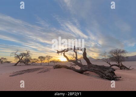 Arbre de camélthorn mort au lever du soleil Banque D'Images