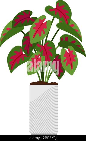 Plante maison de Caladium en pot de fleur, illustration vectorielle Illustration de Vecteur