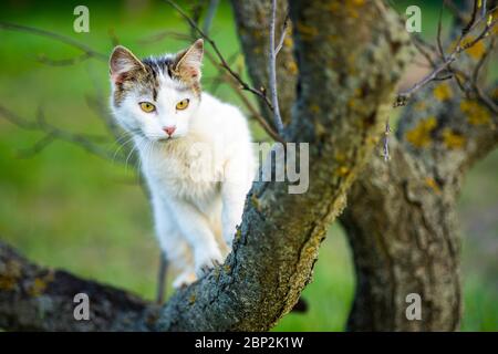 Curieux chat blanc chasse sur un arbre. Portrait d'un chat domestique dans la nature Banque D'Images