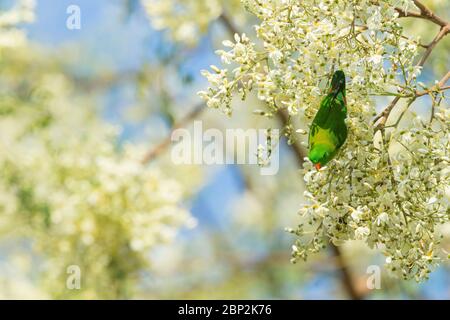 Perroquet suspendu vernal Loriculus vernalis, mâle adulte, fourrager sur fleur, Padeli, Goa, Inde, janvier Banque D'Images