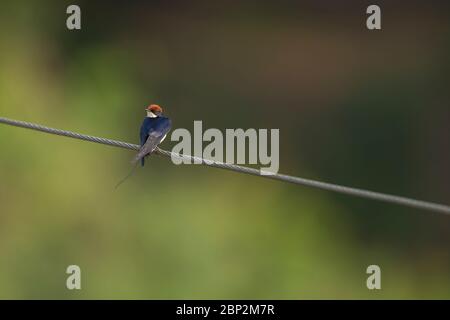 Hirondelle à queue métallique Hirundo smithii, adulte, perchée sur fil, Padeli, Goa, Inde, janvier Banque D'Images