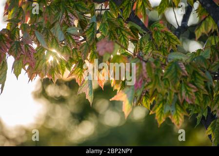 Lumière du soleil de fond brillant à travers les feuilles sur une branche, effet bokeh Banque D'Images