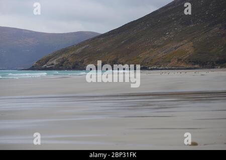 Gentoo Penguins (Pygoscelis papouasie) sur une plage de sable au Neck sur l'île de Saunders dans les îles Falkland. Banque D'Images