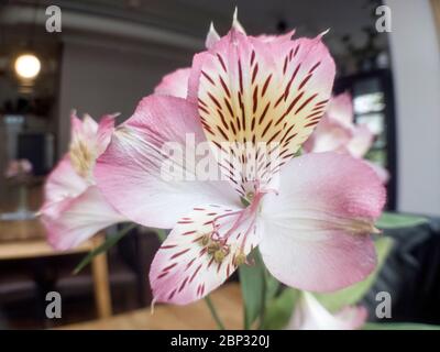 Fleur blanche avec du pollen Banque D'Images