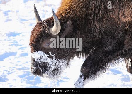 Bison marchant dans la neige dans le parc national de Yellowstone, Wyoming, États-Unis Banque D'Images