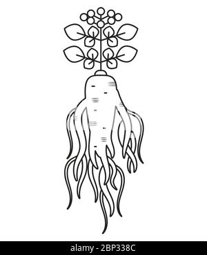 Arrière-plan avec ginseng. Usine médicale. Tirée à la main isolée sur fond blanc. Illustration vectorielle. Chine Herbal Illustration de Vecteur