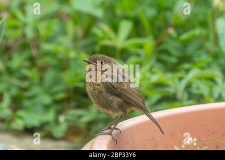 Robine européenne (erithacus rubecula) dans un jardin britannique en mai Banque D'Images