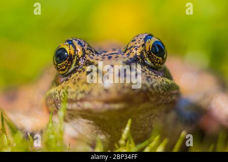 Grenouille à pattes rouges du Nord, Rana aurora, près d'un petit lac sur la péninsule olympique, État de Washington, États-Unis Banque D'Images