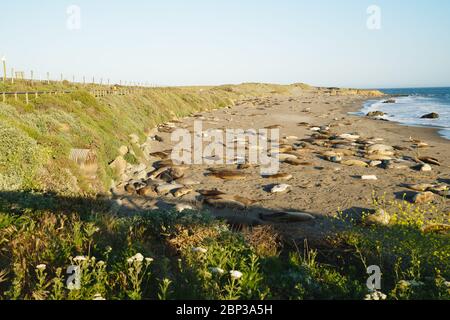 Des phoques d'éléphant du Nord sur la plage, la saison des accouplement et des oiseaux, Piedras Blancas, San Simeon, Californie. Banque D'Images