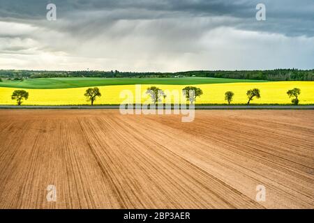 Vue panoramique sur les champs de colza vides et jaunes, séparés par des arbres en tempête. Champs marron, jaune et vert sous la pluie. Nuages pluvieux sous le champ Banque D'Images